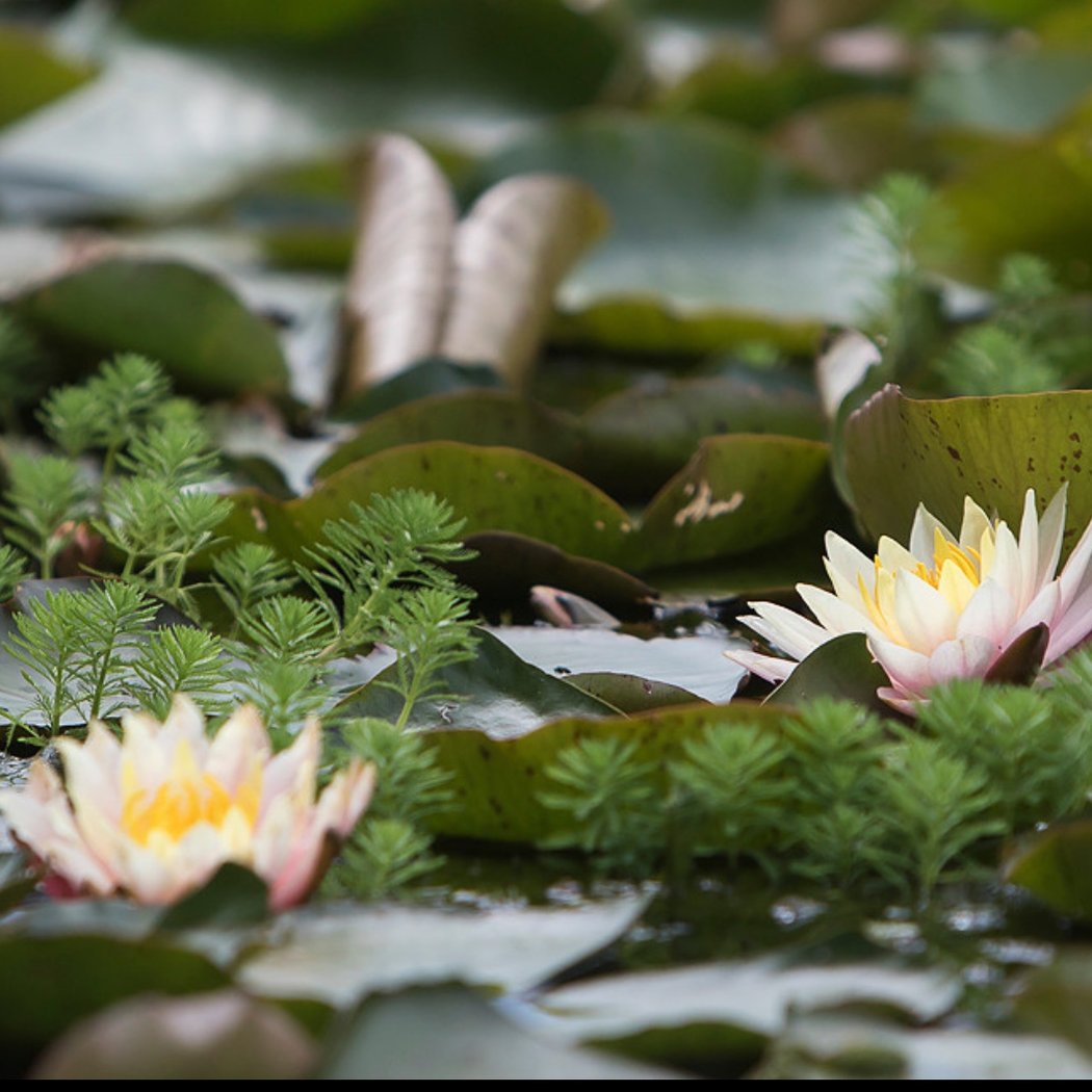 Brule Garden 2